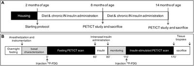 Combined Effect of Fatty Diet and Cognitive Decline on Brain Metabolism, Food Intake, Body Weight, and Counteraction by Intranasal Insulin Therapy in 3×Tg Mice